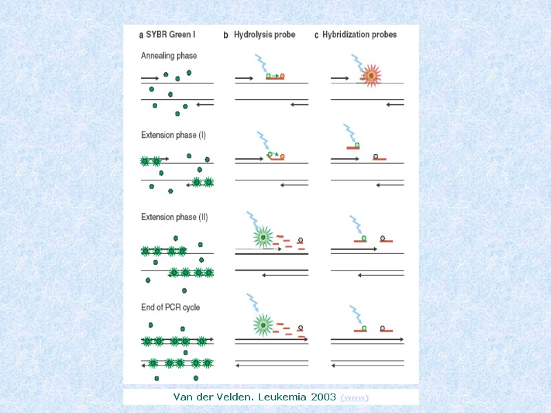 Van der Velden. Leukemia 2003 (www)